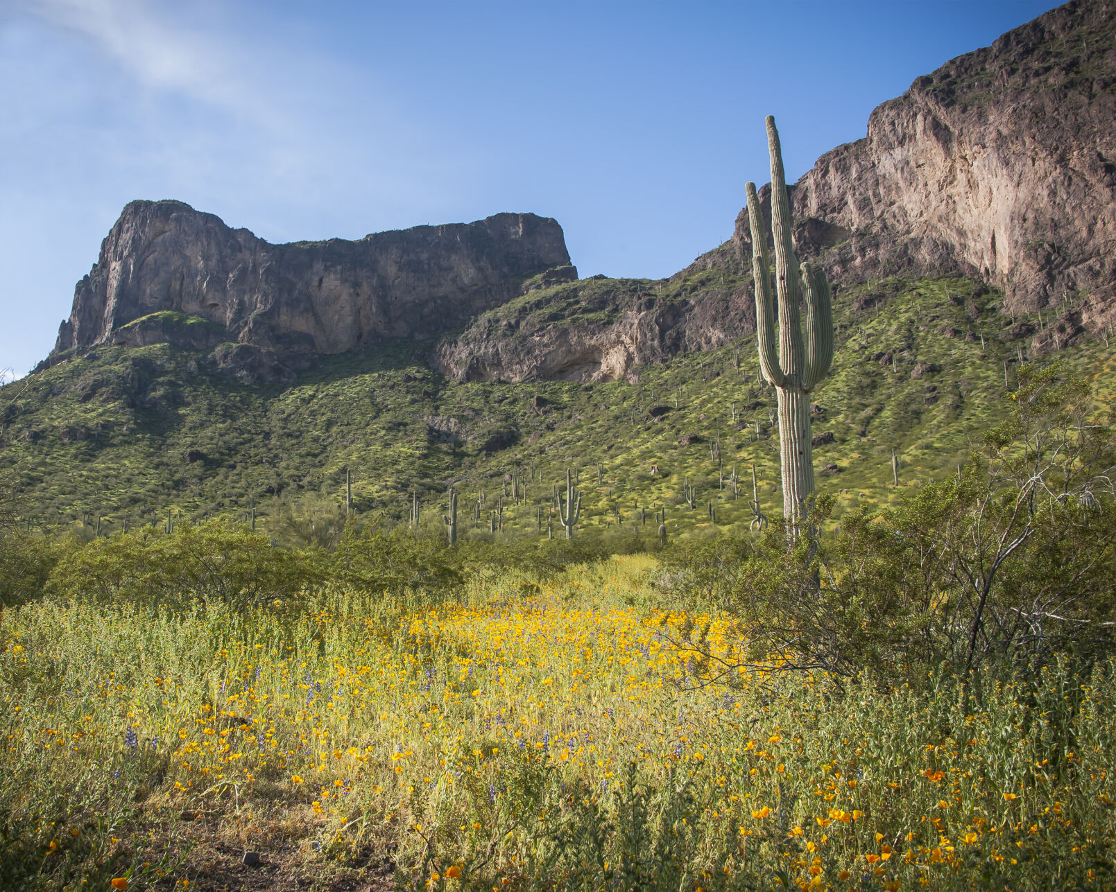 Picacho Peak, wildflowers, 2023